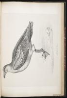 Great Skua, Grand Labbe plate 94