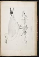 Audouin's Gull plate 93