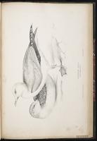 Mew Gull, Gaviota cana, Goéland cendr plate 92