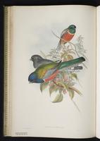 Cuban trogon plate 21