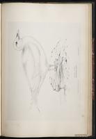 Ivory Gull, Mouette blanche plate 91