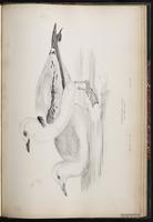 Black-legged Kittiwake, Gaviota pata negra, Mouette tridactyle plate 90