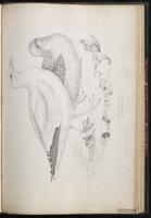 European Herring Gull, Gaviota plateada, Goéland argenté, Herring Gull plate 89