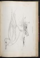 Iceland Gull, Goéland arctique plate 88