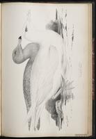 Glaucous Gull, Gaviota blanca, Goéland bourgmestre plate 87