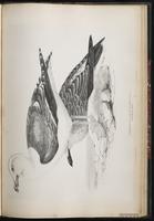 Lesser Black-backed Gull, Gaviota sombría, Goéland brun plate 86