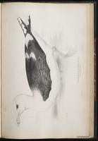 Great Black-backed Gull, Goéland marin plate 85
