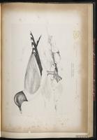 Sabine's Gull, Gaviota cola hendida, Mouette de Sabine plate 84