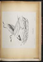 Little Gull, Gaviota mínima, Mouette pygmée plate 83