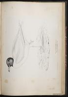 Mediterranean Gull plate 82