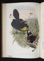 Monograph of the Paradiseidae, 1:63