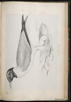 Laughing Gull, Gaviota reidora, Mouette atricille plate 81