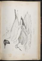 Black-headed Gull, Common Black-headed Gull, Gaviota encapuchada, Mouette rieuse plate 80