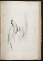 Whiskered Tern, Guifette moustac plate 79