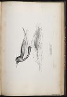 White-winged Tern, Guifette leucoptèra plate 78
