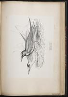 Black Tern, Charrán negro, Guifette noire plate 77