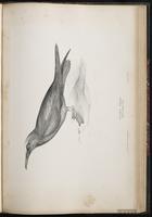 Brown Noddy, Charrán-bobo café, Noddi brun plate 76
