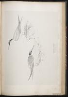 Little Tern, Sterne naine plate 75