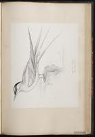 Arctic Tern, Charrán ártico, Sterne arctique plate 74
