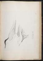 Roseate Tern, Charrán rosado, Sterne de Dougall plate 73