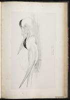 Common Tern, Charrán común, Sterne pierregarin plate 72