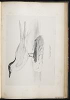 Gull-billed Tern, Charrán pico grueso, Sterne hansel plate 71