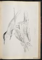Sandwich Tern, Charrán de Sandwich, Sterne caugek plate 70