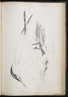 Caspian Tern, Charrán caspia, Sterne caspienne plate 69