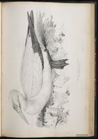 Northern Gannet, Bobo norteño, Fou de Bassan plate 68