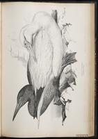 Northern Gannet, Bobo norteño, Fou de Bassan plate 67
