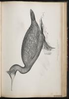 European Shag plate 66