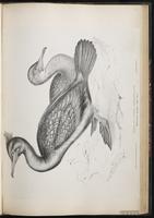 European Shag plate 65