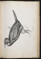 Pygmy Cormorant plate 64