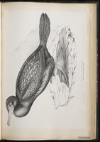 Grand Cormoran, Great Cormorant plate 63