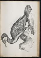 Grand Cormoran, Great Cormorant plate 62