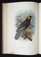 Monograph of the Paradiseidae, 1:59