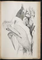 Dalmatian Pelican plate 61