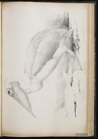 Great White Pelican plate 60