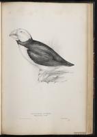 Atlantic Puffin, Macareux moine plate 59