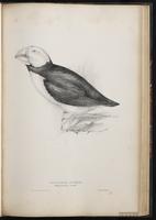 Atlantic Puffin, Macareux moine plate 59