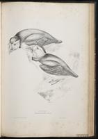 Atlantic Puffin, Macareux moine plate 58