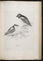 Dovekie, Little Auk, mergule main, Mergule nain plate 57