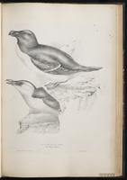 Razorbill, Petit Pingouin plate 56