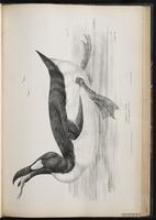 Great Auk, Grand Pingouin, plate 55
