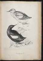 Black Guillemot, Guillemot à miroir plate 54