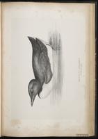 Thick-billed Murre, Guillemot de Brünnich plate 53