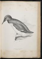 Common Murre, Arao común, Guillemot marmette plate 52