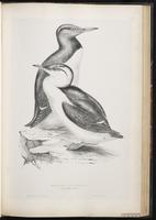 Common Murre, Arao común, Guillemot marmette plate 51