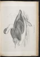 Plongeon catmarin, Red-throated Diver, Red-throated Loon, Colimbo menor plate 50