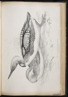 Arctic Loon, Black-throated Loon, Plongeon arctique plate 49
